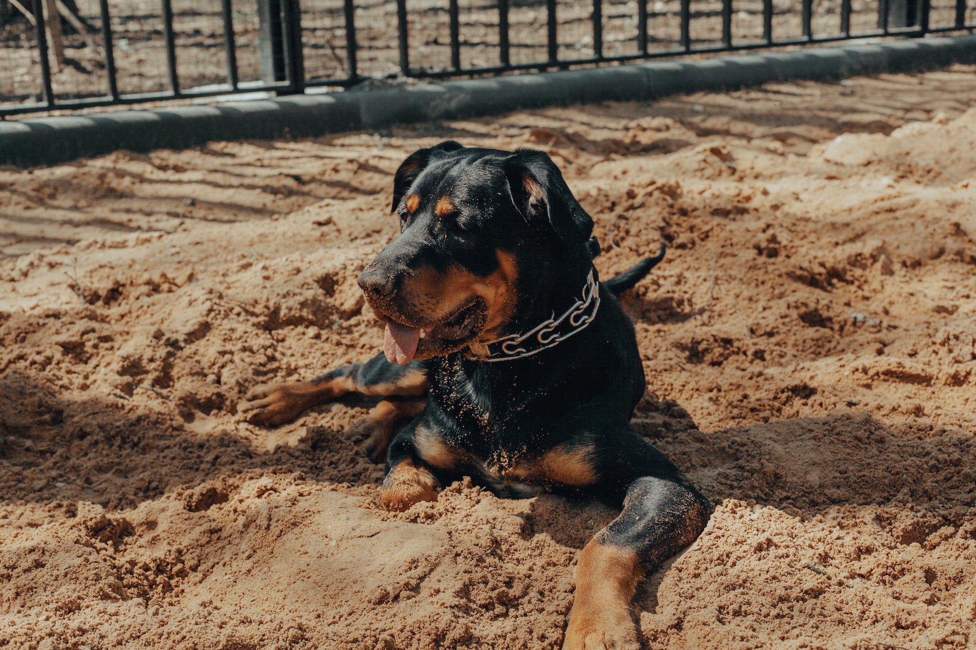 rottweilerpro